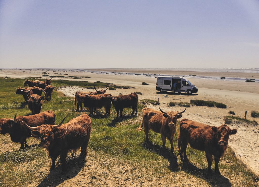 Wildcampen in der Niederlande an einem Strand voller Rinder und umgeben von blauem Meer.