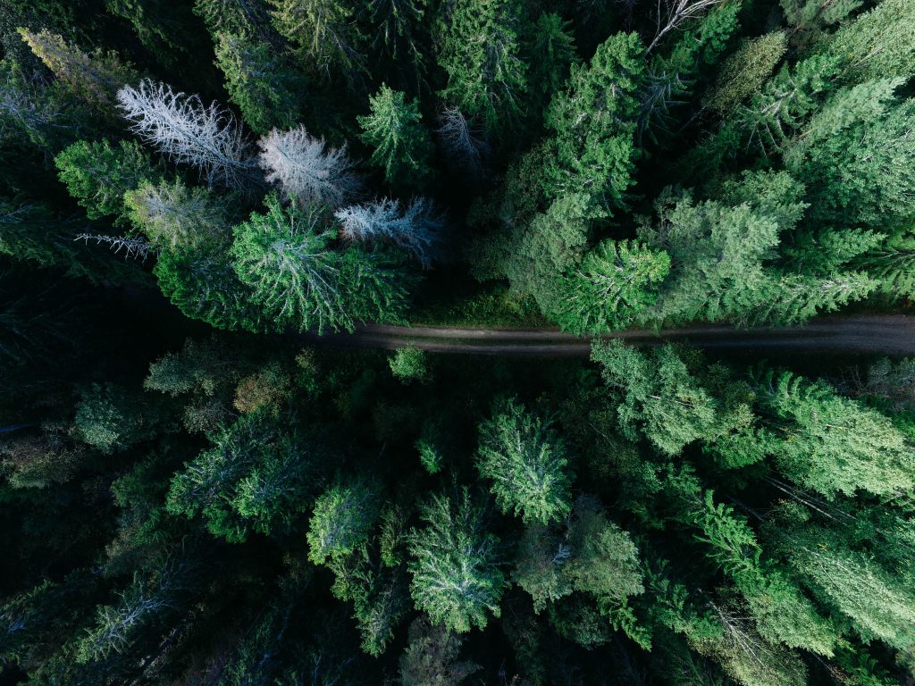 Ein dicht besiedelter Wald in Dänemark mit einer einzigen schmalen Straße hindurch