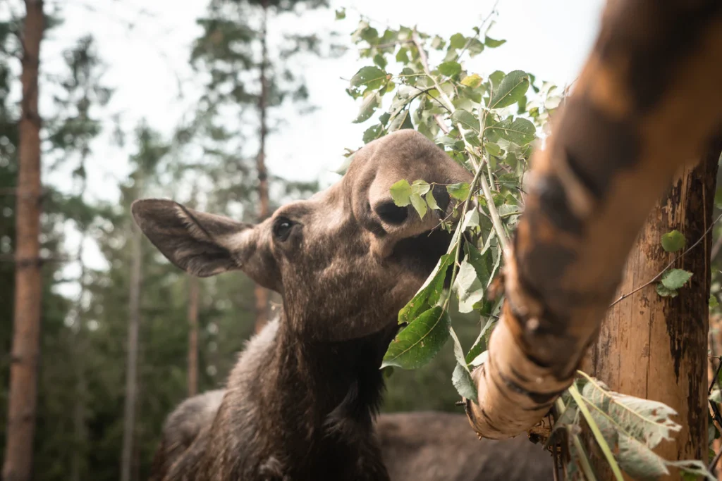Elche sind eine der bekanntesten Wildtiere, die in Schweden leben. 
