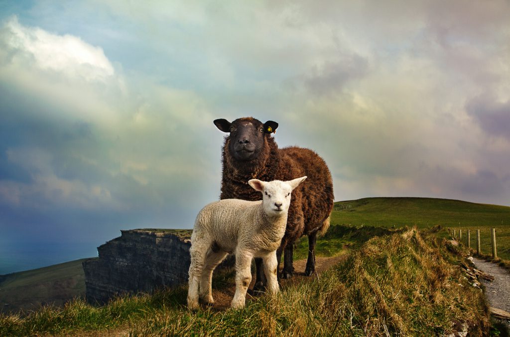 Braunes und weißes Schaf auf einer Wiese in Irland