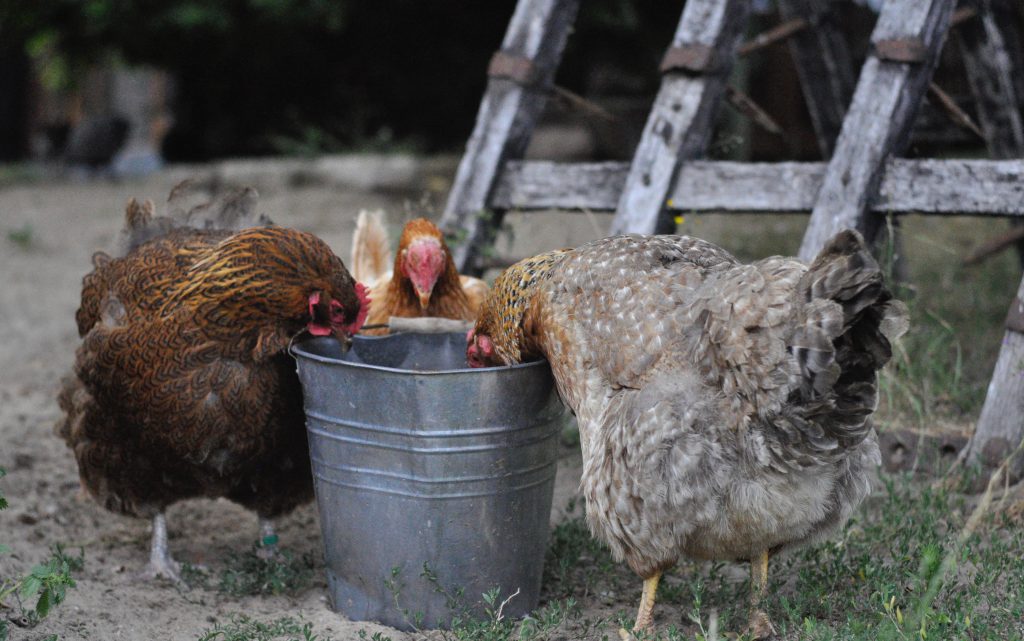 Hühner die aus einem Eimer picken