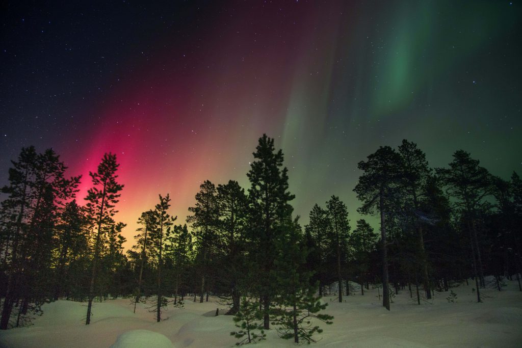 Bunte Nordlichter im schneebedeckten Wald Norwegens