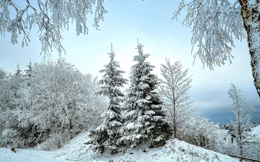 Mit Schnee bedeckte Bäume
