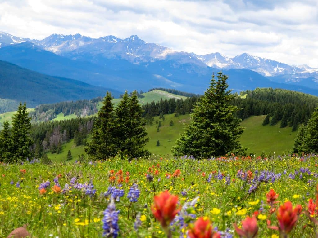 Wildwiese mit bunten Blumen in Berglandschaft