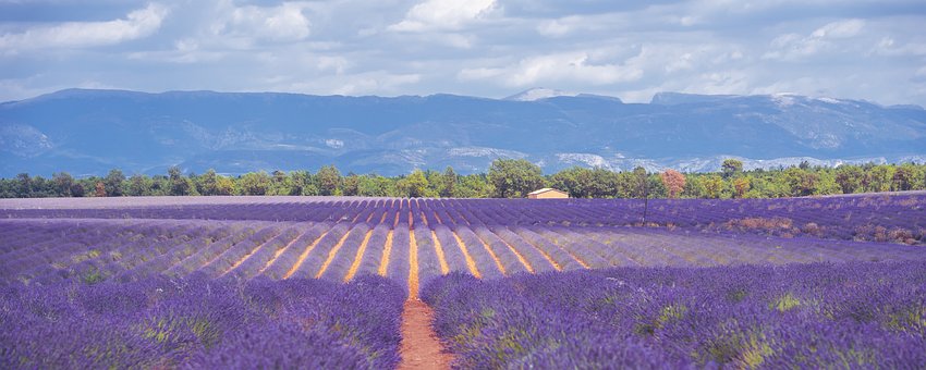 Womo Tour Südfrankreich - Aussicht auf die Lavendelfelder in der Provence