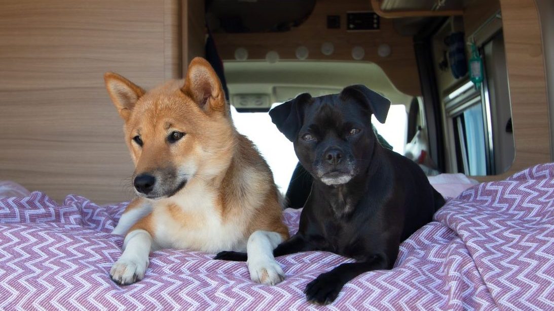 Camping Holland mit Hund - zwei Hunde im Bett eines Wohnmobils