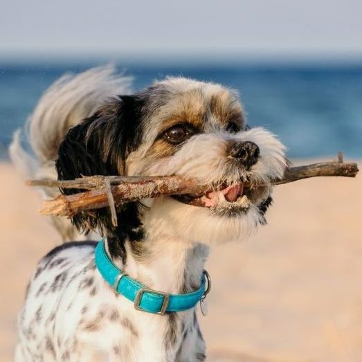 Weißer Hund mit Stock im Mund am Strand