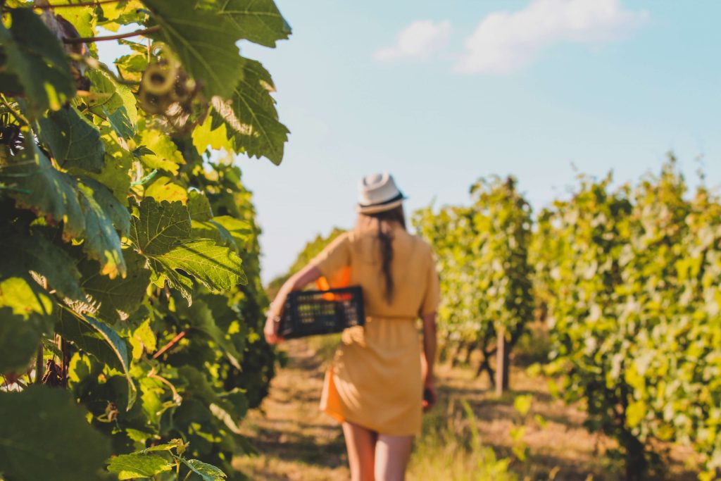 Frau mit Korb läuft durch ein Weinfeld - Camping beim Winzer Pfalz