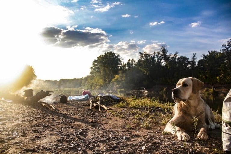 Camping Österreich mit Hund - Hund am Boden am liegen mit Stöcken, Bäumen und Sonnenstrahlen im Hintergrund.