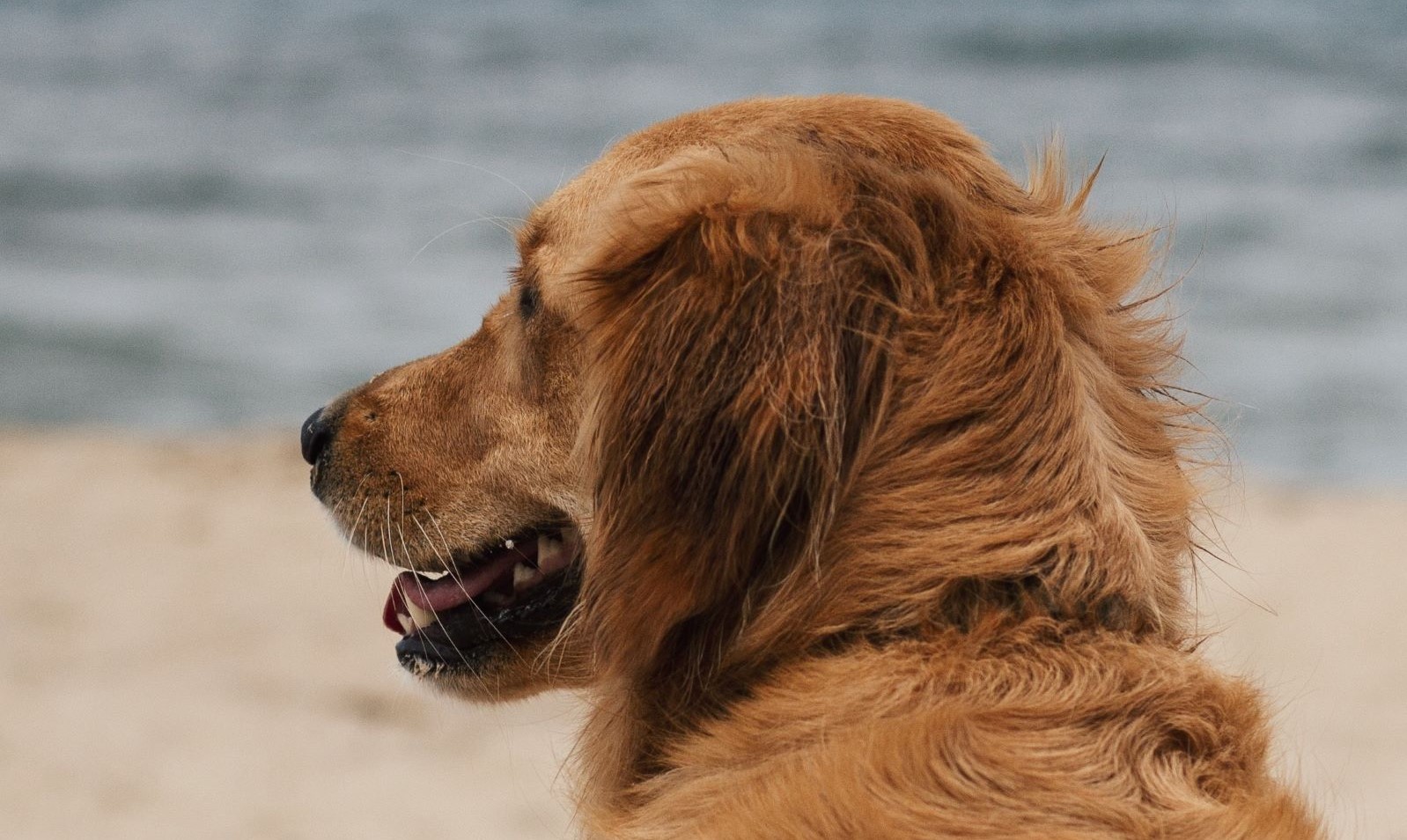 Camping Kroatien mit Hund - Hund am Strand schaut nach links und hechelt.