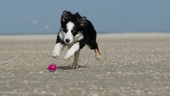Camping Dänemark mit Hund - Blick auf einen Ball hinterherjagenden Hund.