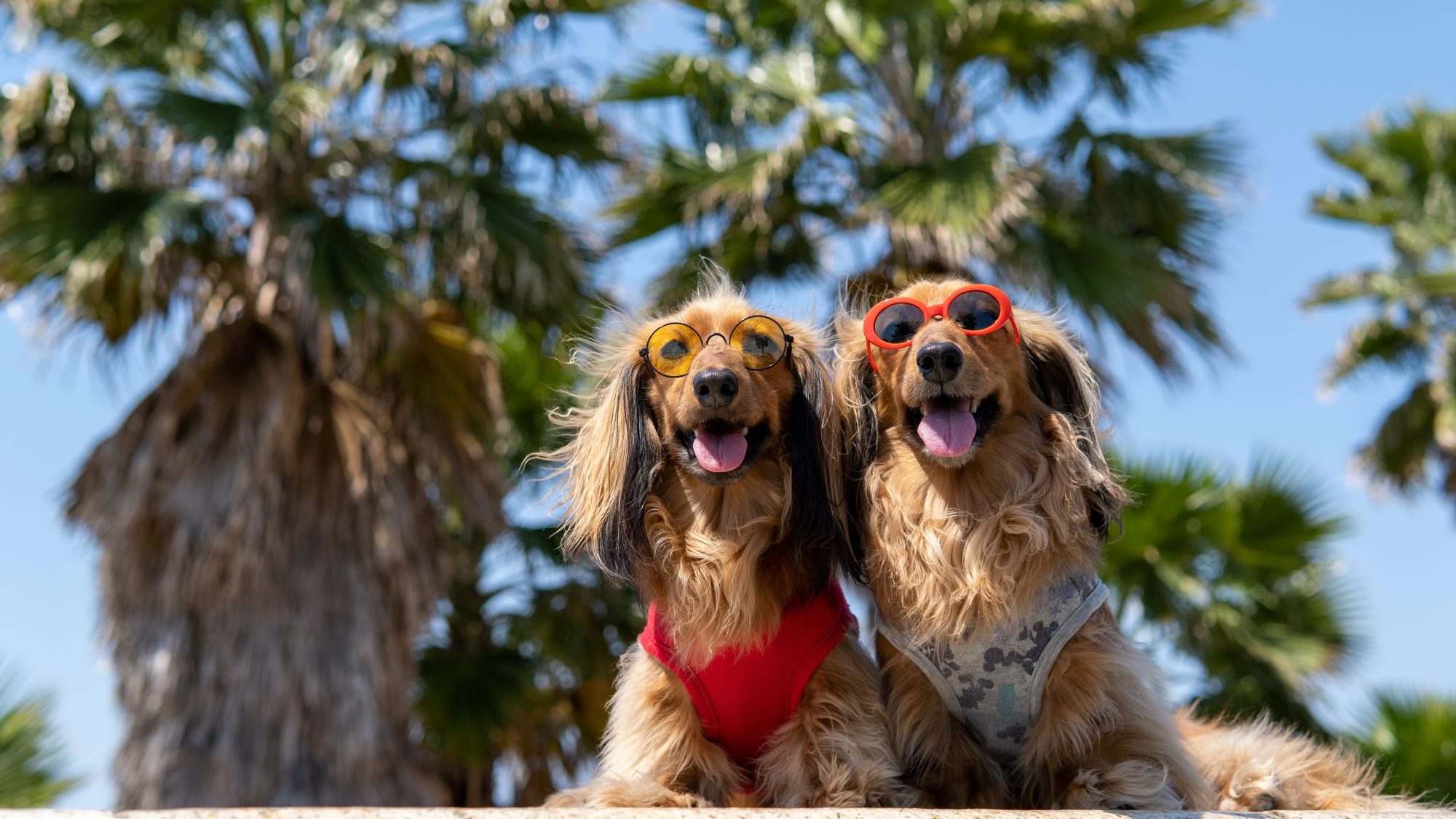 Camping Kroatien mit Hund- Zwei Dackel mit Sonnenbrillen und bunten Geschirr am Strand. Im Hintergrund sind Palmen.