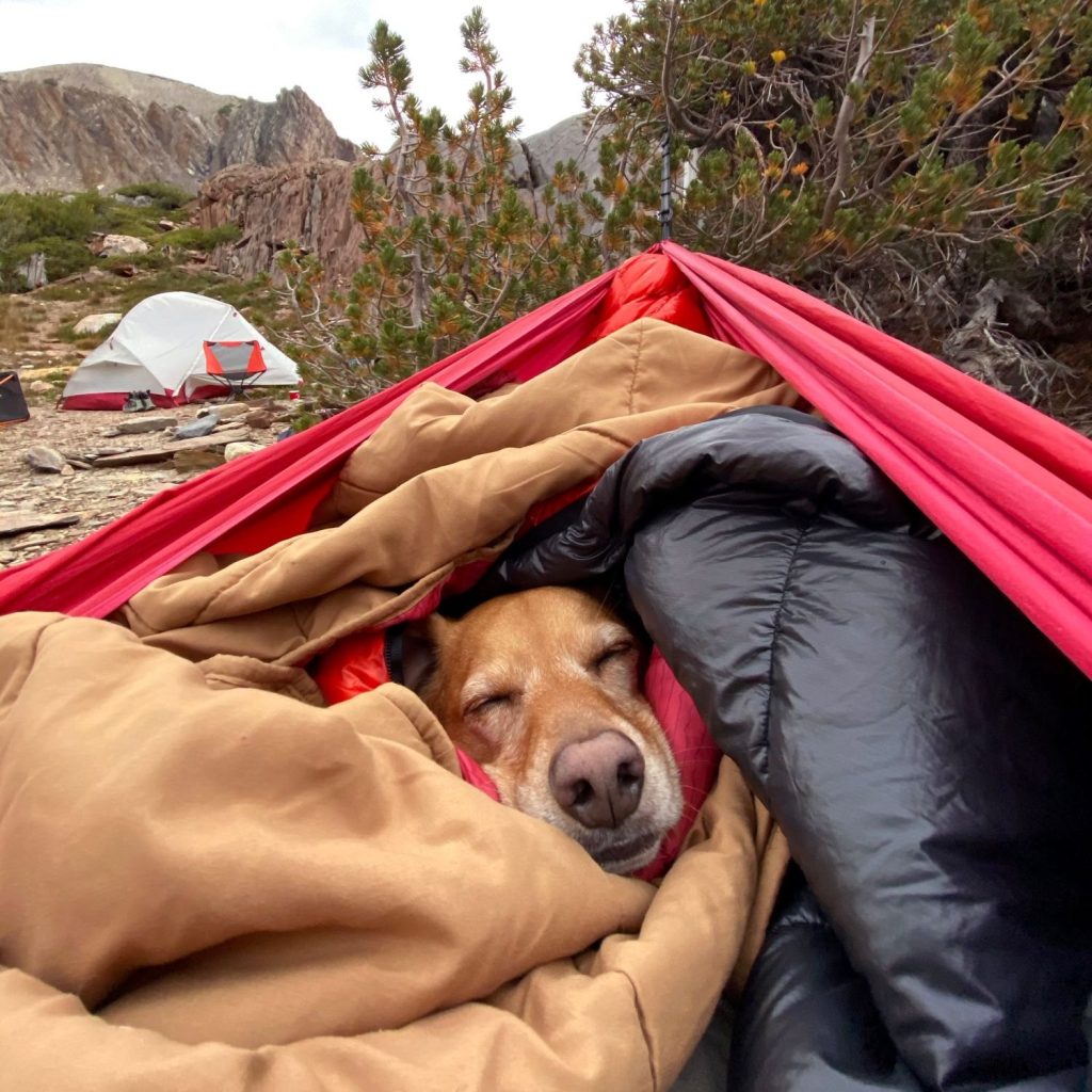 Hund liegt in Schlafsack eingewickelt auf einem Campingplatz.