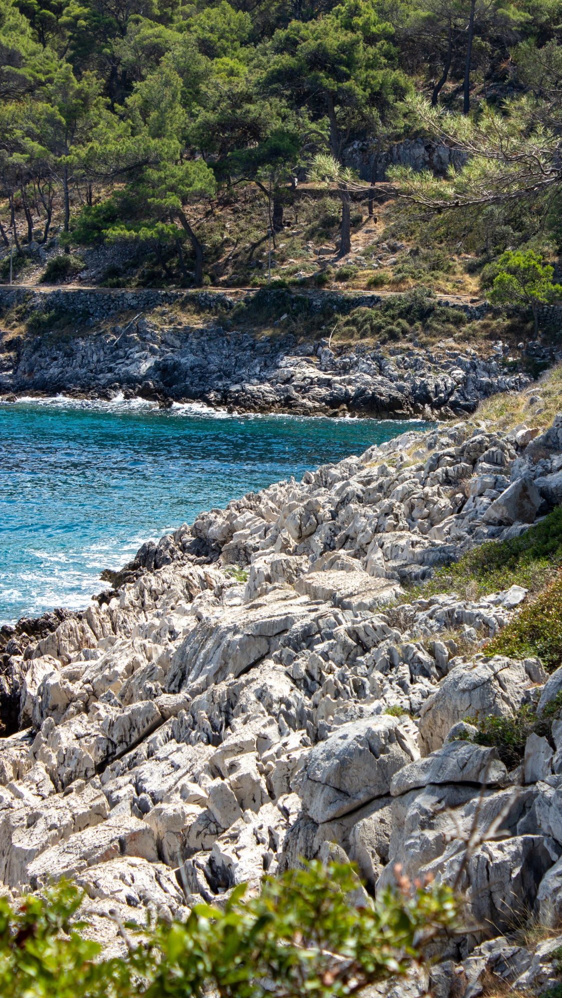 Felsige Küste in Kroatien mit Pinienwald im Hintergrund