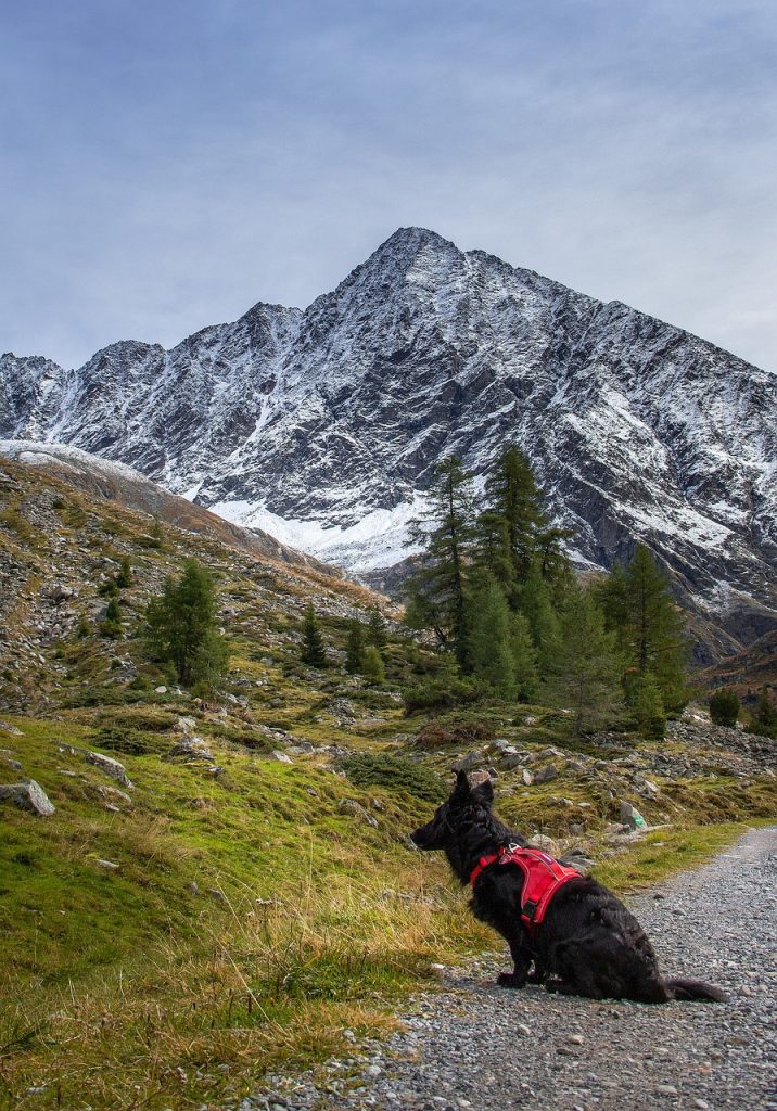 Camping Österreich mit Hund - Blick auf einen sitzenden Hund auf einem Wanderweg mit Bergen im Hintergrund.