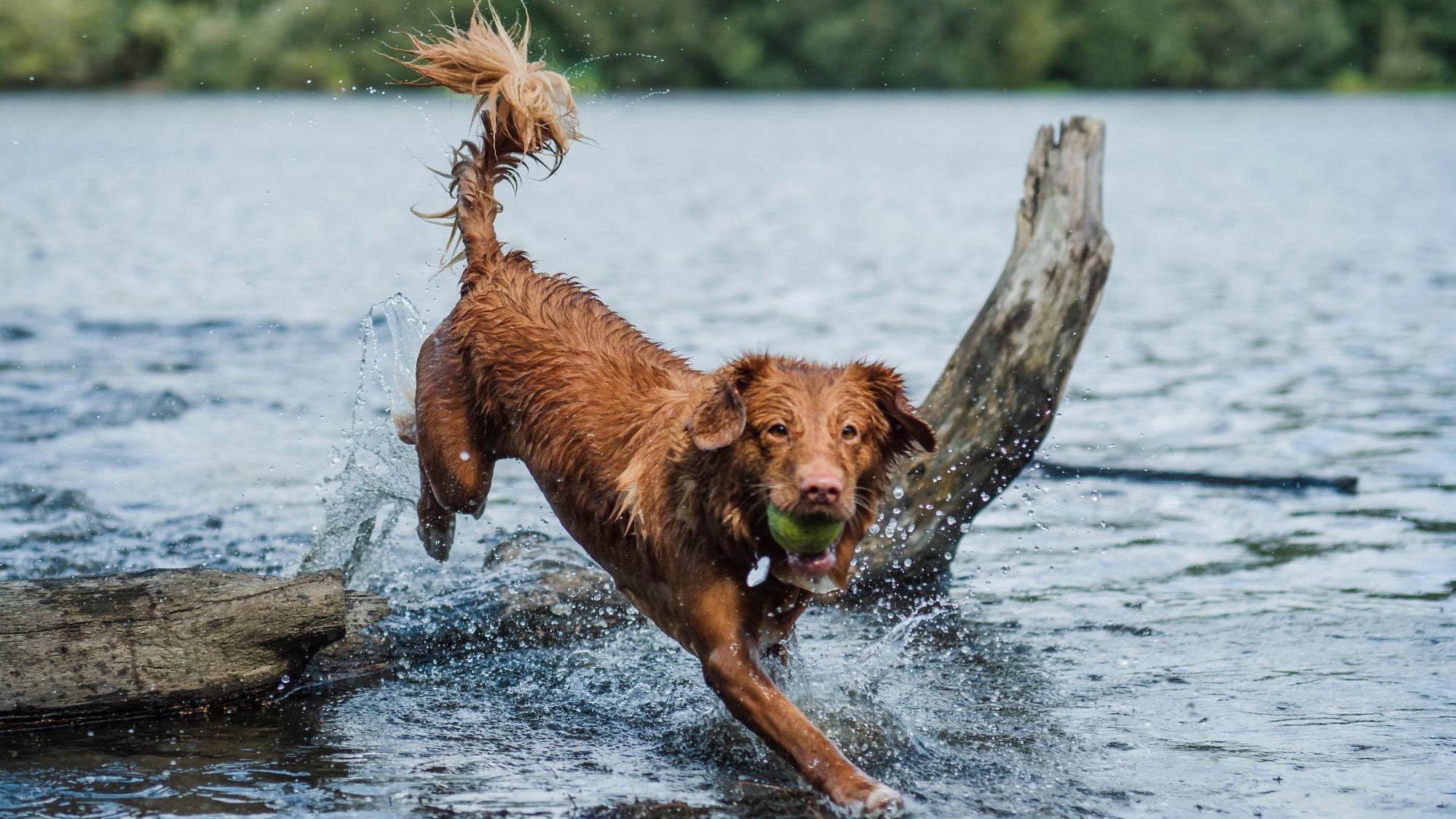 Hund mit Ball im Mund springt in einen See
