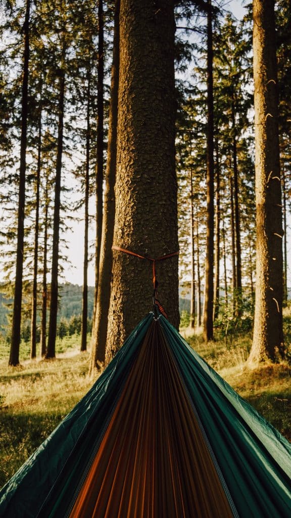 Camping Sauerland - Blick aus einer Hängematte auf einen Nadelwald