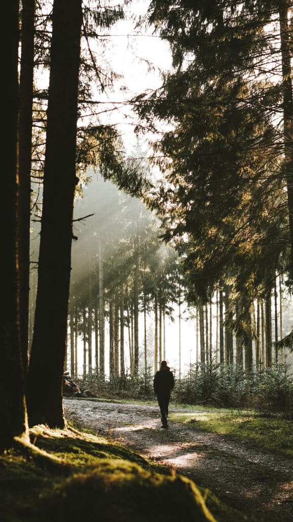 Camping Sauerland - Mann im Wald. Sonnenstrahlen scheinen vereinzelt durch die Bäume