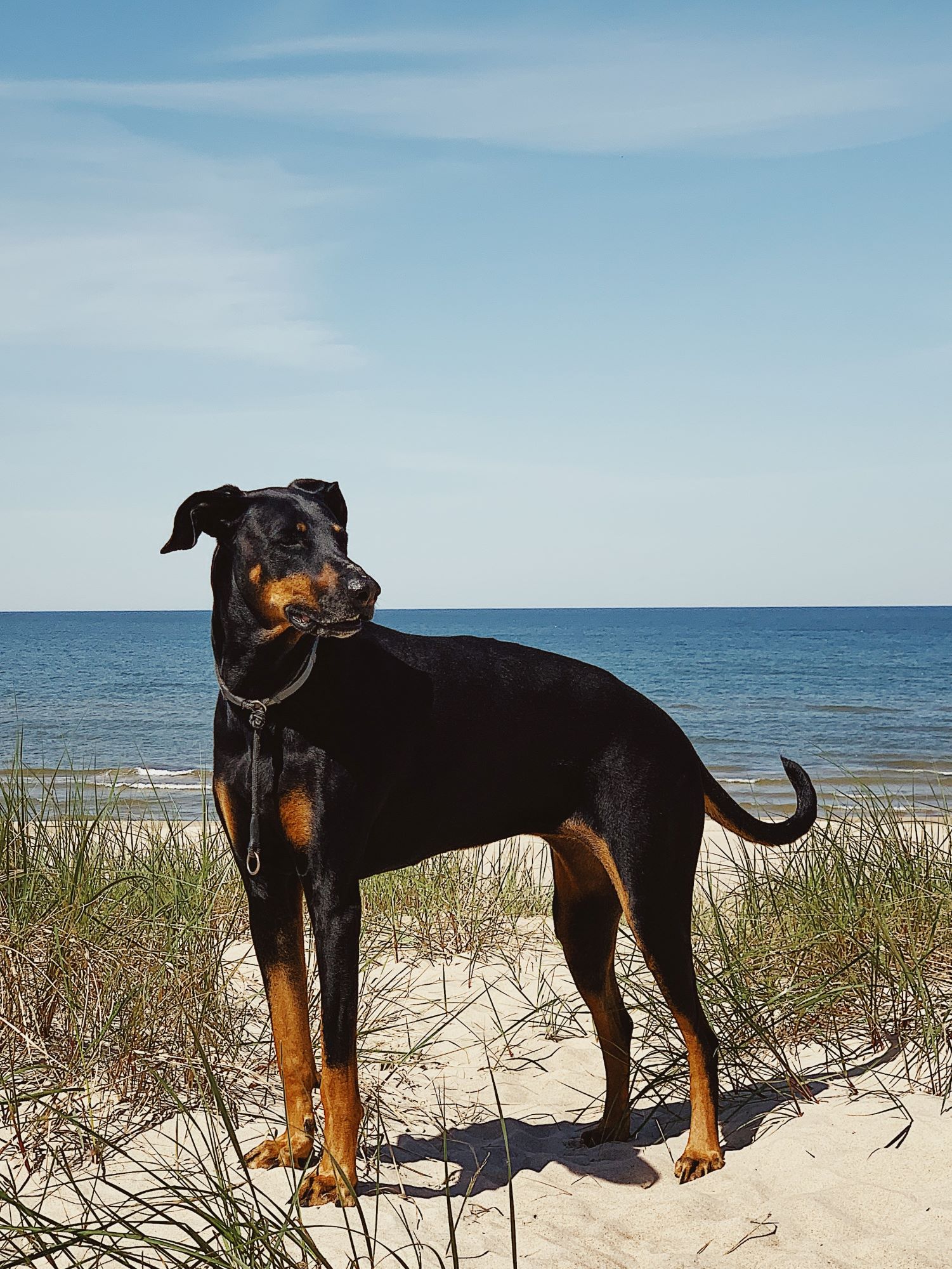 Hund steht am Strand 
