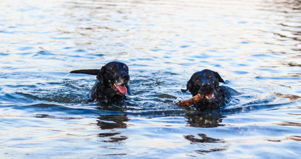 Camping Gardasee mit Hund - Blick auf 2 schwimmende Hunde.