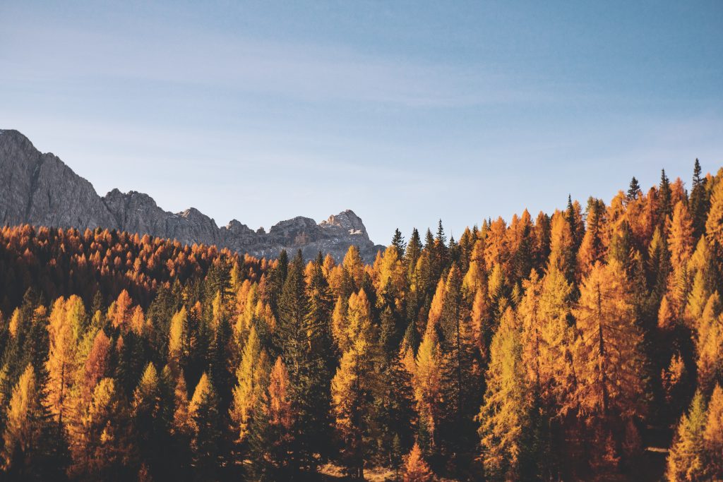 Camping im Herbst - Ein Wald in herbstlichen Farben 