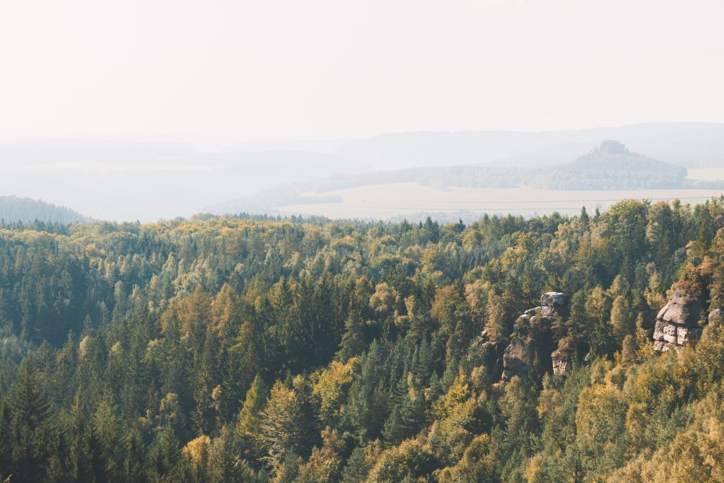 Camping Sächsische Schweiz - Waldlandschaft aus der Vogelperspektive 