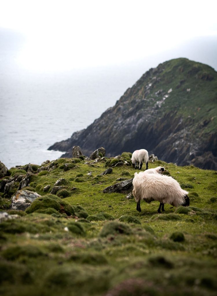 Schafe grasen an Klippen in Irland
